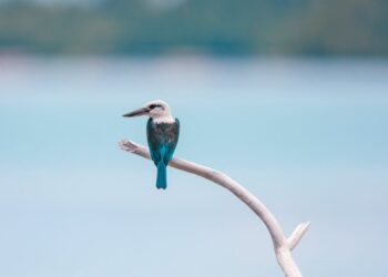 birding jacobstrend.com