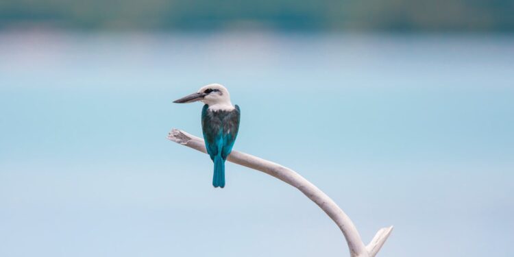 birding jacobstrend.com